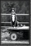 Westworld watchdog 2 * 2401 x 3601 * (3.56MB)